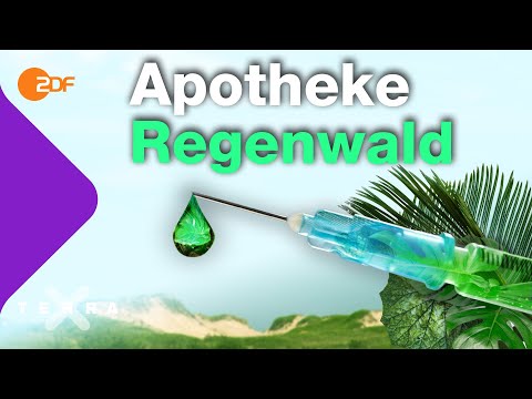Wie der Regenwald deine Gesundheit schützt | Terra X plus