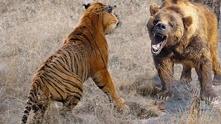 Extreme fights Tiger vs Bear  Wild Animals Attack