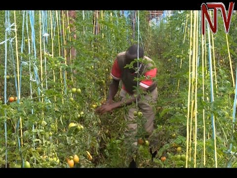 download lagu mp3 mp4 Types Of Tomatoes Grown In Uganda, download lagu Types Of Tomatoes Grown In Uganda gratis, unduh video klip Types Of Tomatoes Grown In Uganda