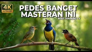 Download lagu 🔴 Live Masteran Kolibri Manggar Betina Gacor Necret vs Cucak Cungkok Gacor Roll Speed Kasar mp3