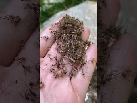 Kill THOUSANDS of mosquitoes with this #shorts