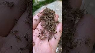 Kill THOUSANDS of mosquitoes with this #shorts