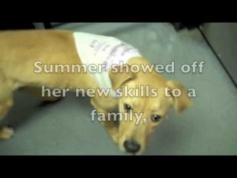 Petfinder Charlotte Nc