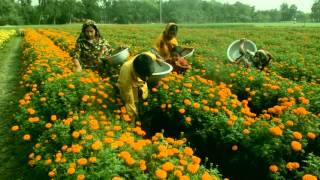 Garden in bangladesh