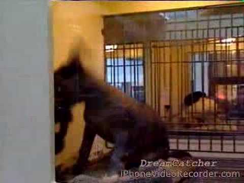 Peruvian Hairless Dog