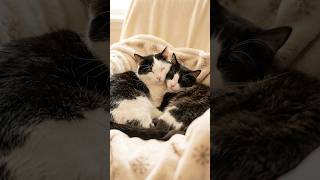 すやすや　猫の日常 #cat