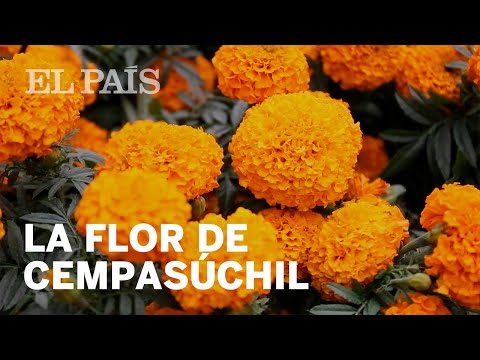 La flor de cempasúchil, un camino para las almas en Día de Muertos | México