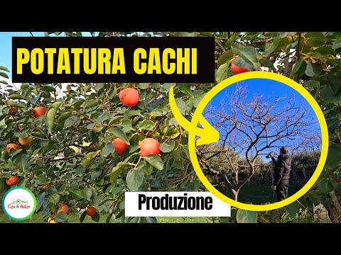 Come potare il CACHI