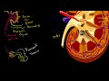 Kidney Function Video Tutorial