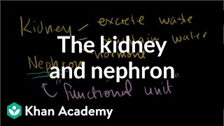 The Kidney and Nephron