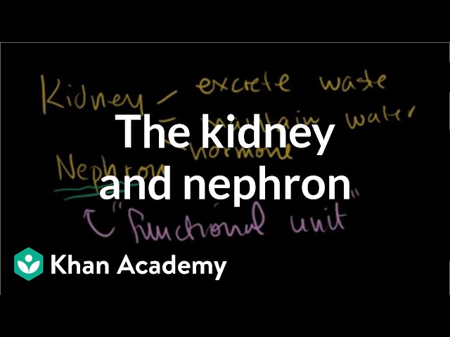Video Pronunciation of nephrons in English Video Pronunciation of nephrons in English