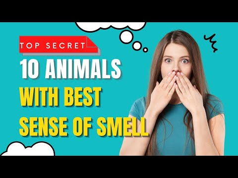 Top 10 Animals with the Best Sense of Smell