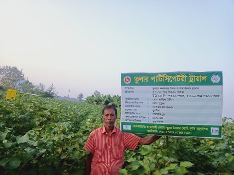 তুলা ফসলের ভেজিটেটিভ পর্যায়ে ফসলের অবস্থান