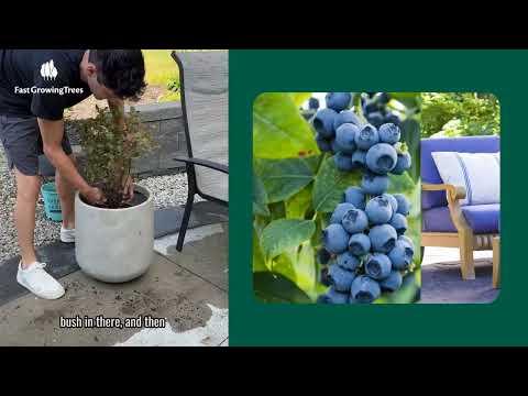 Grow Your Own Blueberries