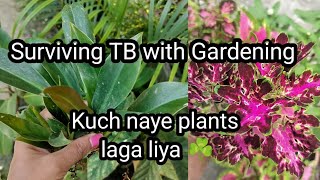Surviving TB - New plants in my Garden | Plants me dhoop nahi mil rahi |  Colours of life. 