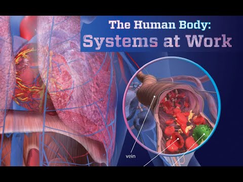 說明 4 第 12 單元 人體 (OD4 Unit 12 The Human Body)