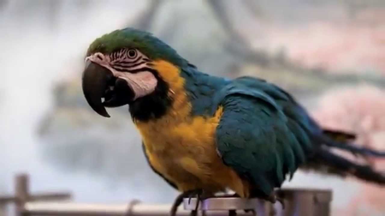 Mitakon Speedmaster 35mm f/0.95 II Fujifilm X