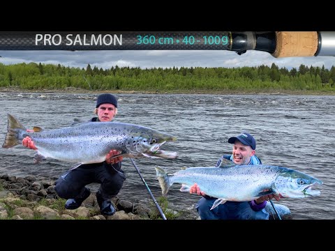 Viileä Vesi Toi Lohet Rantaan - Tätä On Lohenkalastus - Tornionjoki - Spinfluga - Punttikalastus