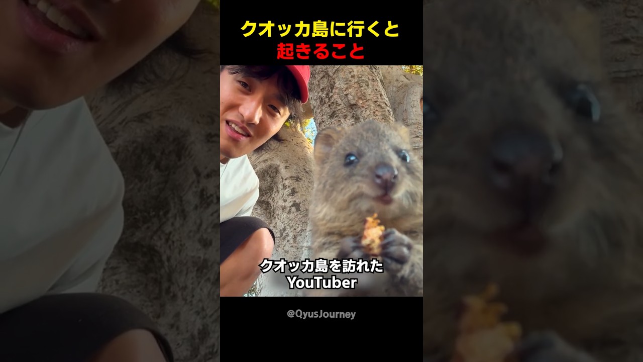 クオッカ島に行くと起きること