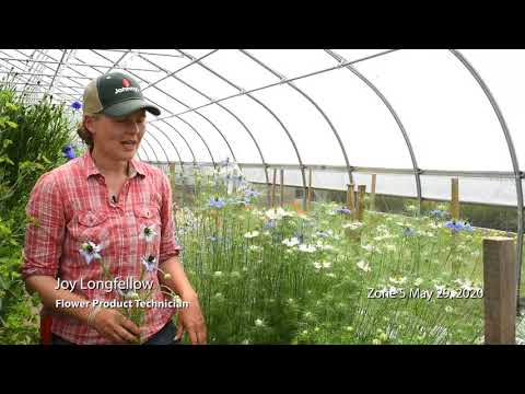 Overwinter Flowers Tunnel : Nigella
