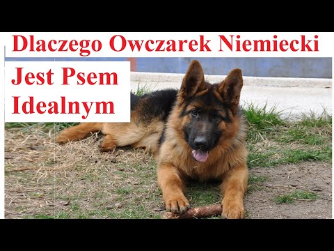 Dlaczego Owczarek Niemiecki jest Psem Idealnym