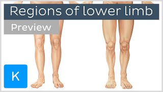 Regions of the lower limb (preview) - Human Anatom