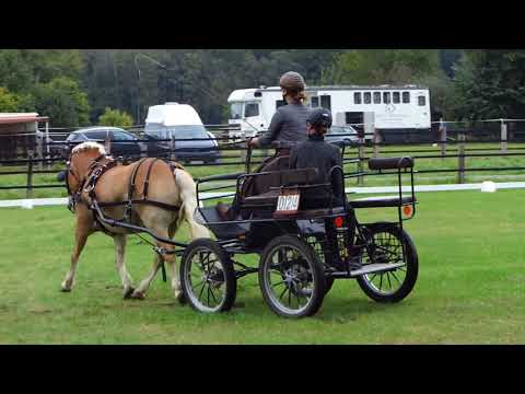 Fahrturnier Olfen 2.10.2021