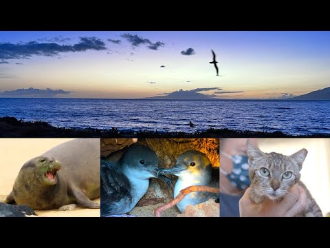 Managing Cats & Saving Native Wildlife on Maui- VOS9-4