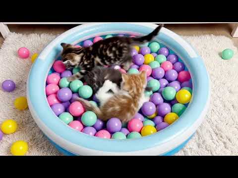 CAT MEOW MEOW is so cute it makes the little cat laugh