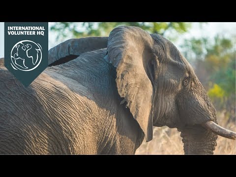 Volunteer in Victoria Falls