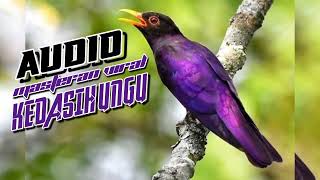 Download lagu Suara Masteran Viral Burung Kedasih Ungu (Violet Cuckoo) Jernih. mp3 Download lagu Suara Masteran Viral Burung Kedasih Ungu (Violet Cuckoo) Jernih. mp3