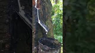 Download lagu Pemandangan Getah Karet Cinematic #tiktok #shorts #viral #cinematic  #pekalongan #storywa mp3