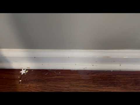 Ants Crawling Along the Baseboards in Oceanport, NJ