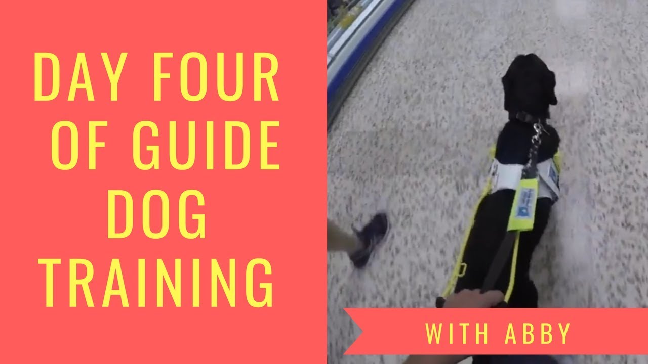GUIDE DOGS TRAINING -- DAY 4 | SPEED CONTROL AND PRACTICING TURNS ON THE MOVE IN TESCO!