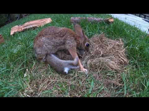 Baby Bunnies Leave the Nest - backyardXplor