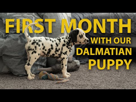 First Month with our Dalmatian Puppy