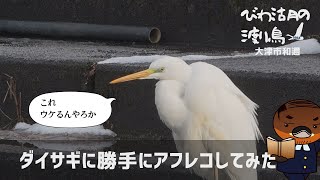 ダイサギに勝手にアフレコしてみた【びわ湖の渡り鳥2022】