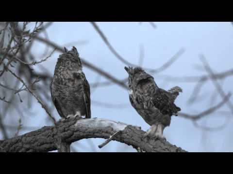 Hooting Great Horned Owls after dusk