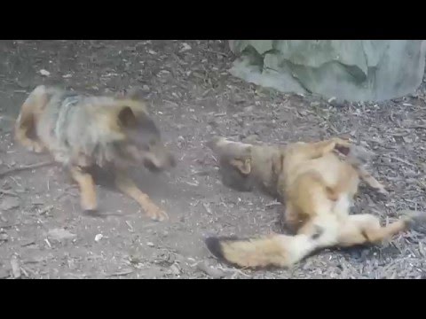 イベリアオオカミ