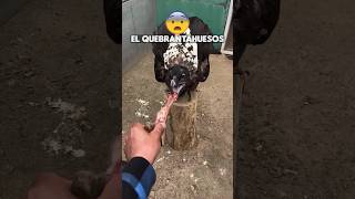 El buitre más extraño del mundo: traga huesos enteros 😱🦅🦴 #datoscurisos #buitre #sabiasque