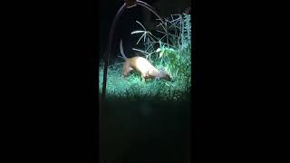 Video preview image #1 Dachshund Puppy For Sale in San Antonio, TX, USA
