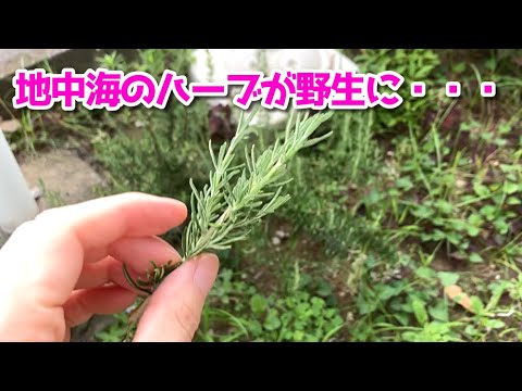 ローズマリーを屋外で管理する方法 植物の生活リズムを乱す