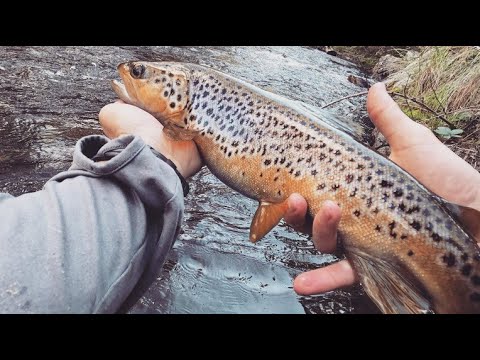 Camp Out + Huge Trout - Day 2 - Fly Fishing Pinch River