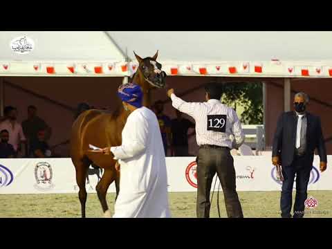N 129 SR SAIF   Bahrain National Day 2020   Stallions 4 6 Years Old Class 9