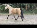 Lusitano stallion