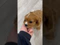 Cavapoo dogs for sale: Diamond - Video 1