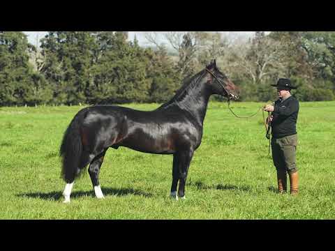 Lote 01 - Basco Herdeiro