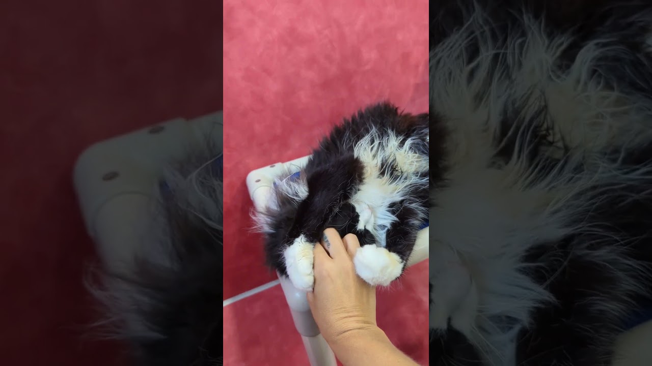 Laszlo, a Adoptable Domestic Long Hair in Austin, TX video 6/6