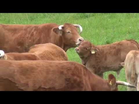 Video 29 aus  Siefertshof