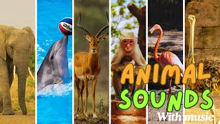 Cute Little Animal Sounds: Cat, Elephant, Cow, Mouse, Rabbit, Rooster, Pig, Goat | Animal Paradise